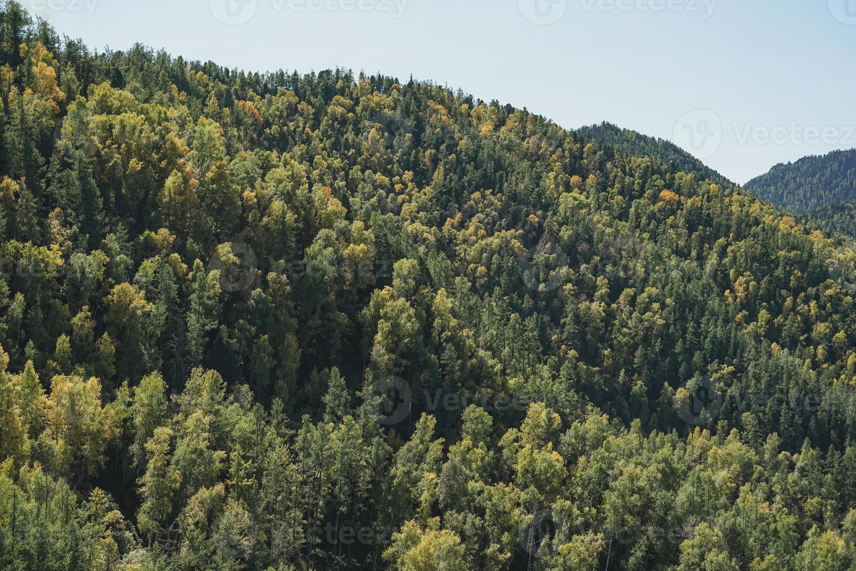 Dense Conifer Forests